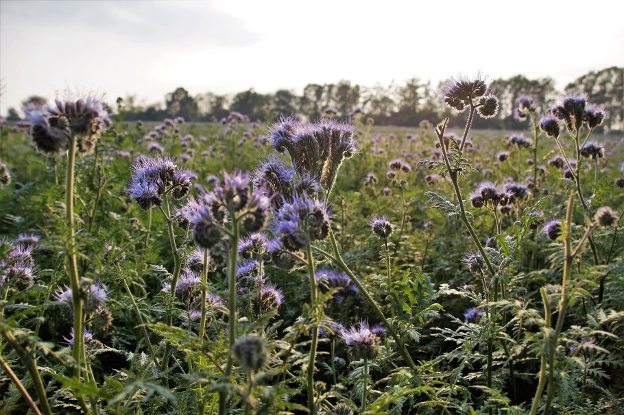 Пасека в цветах