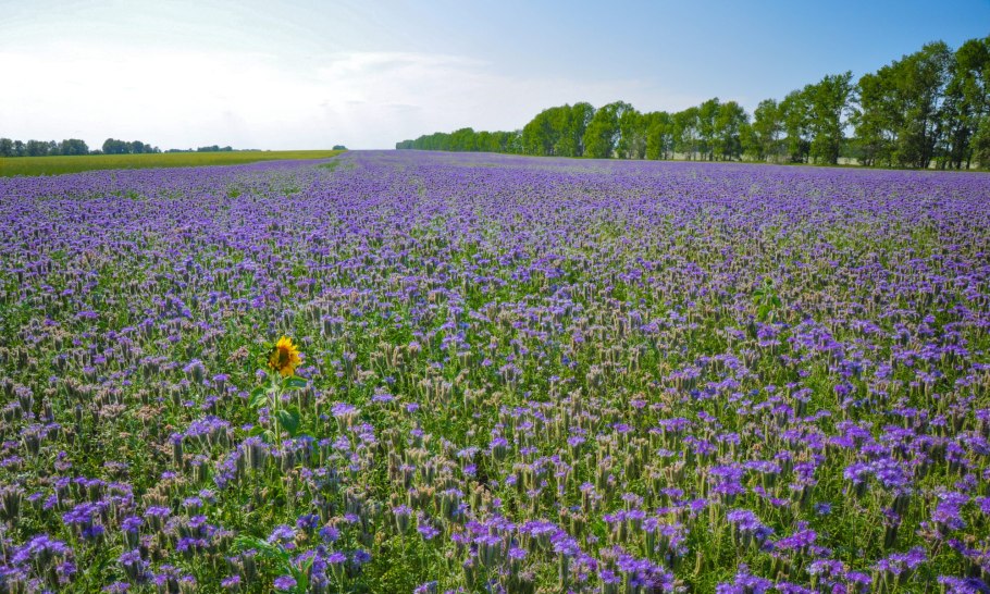 Фацелия поле Арзамасский район