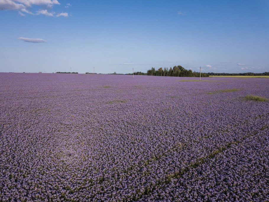 Поле цветущей фацелии