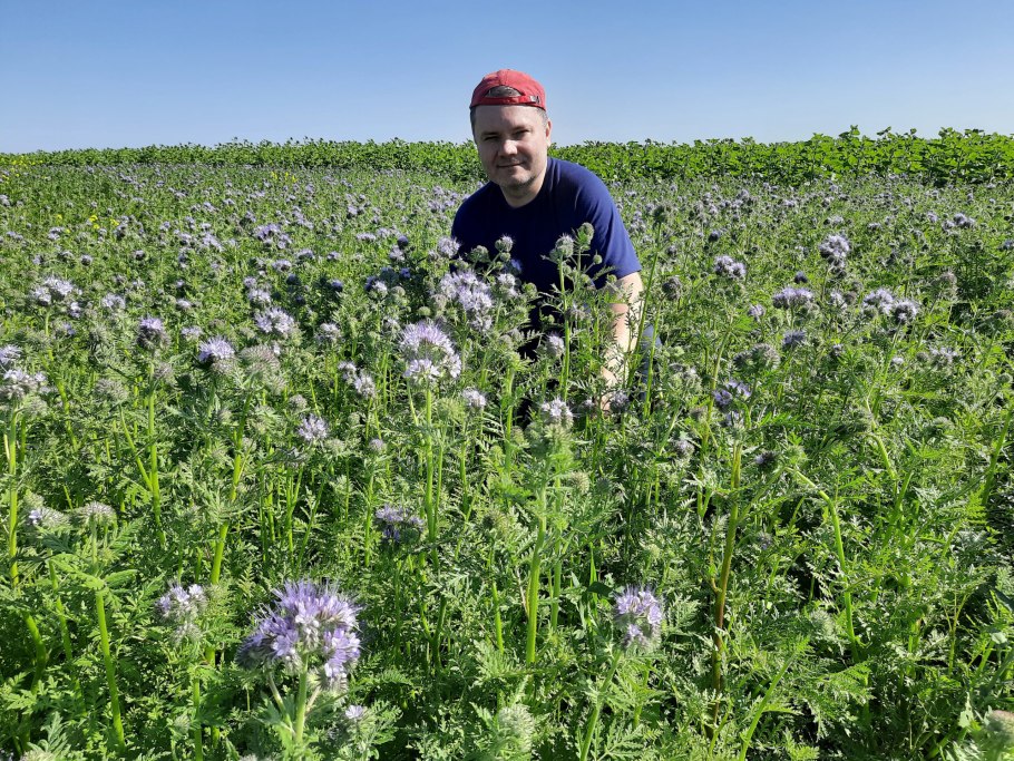 Поле из фацелии фотосессия