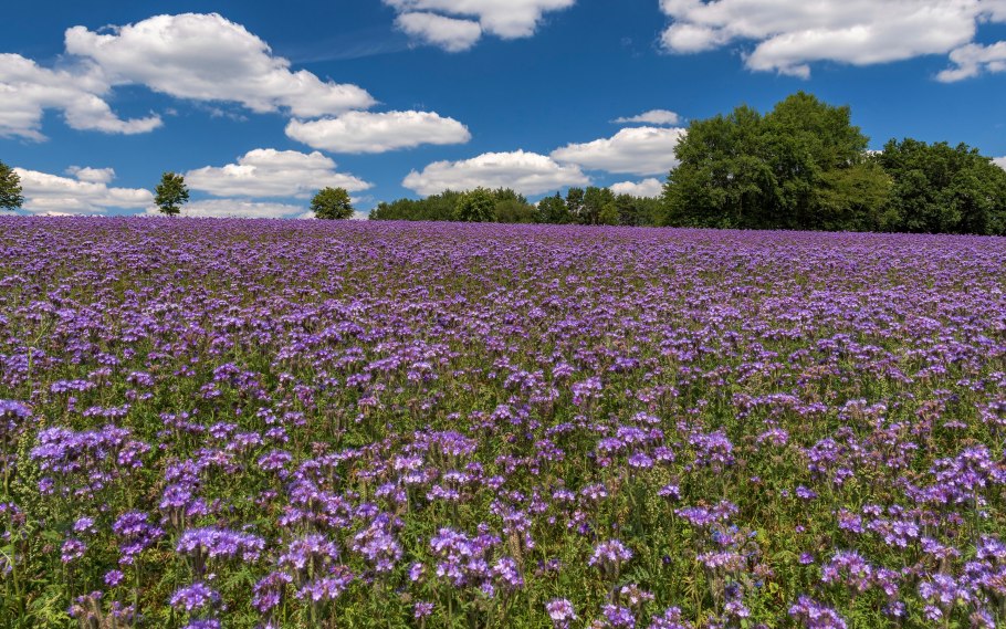 Фацелия Цветущая поле