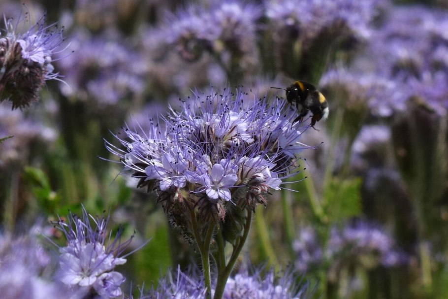 Фацелия поле