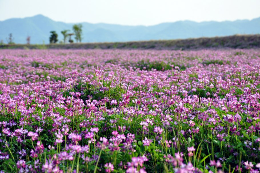 Фацелия сидерат в поле