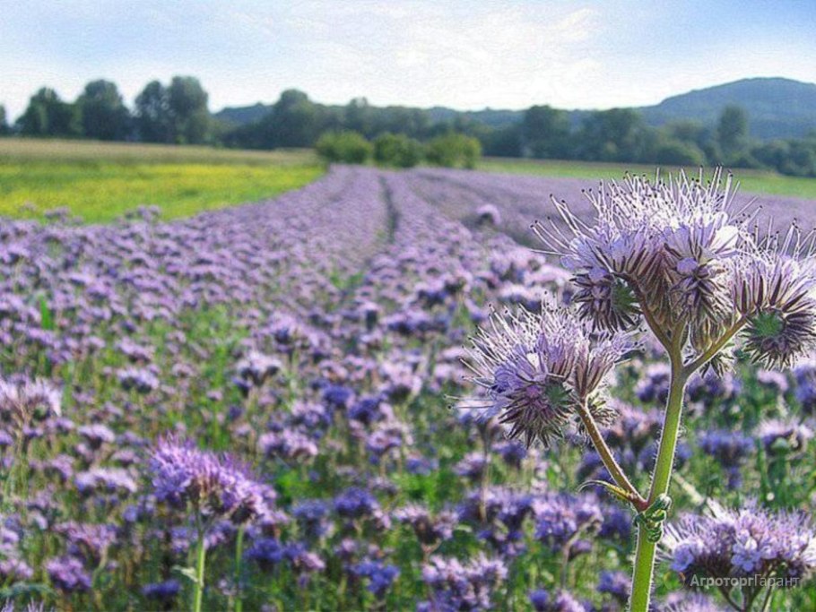 Фацелия закат