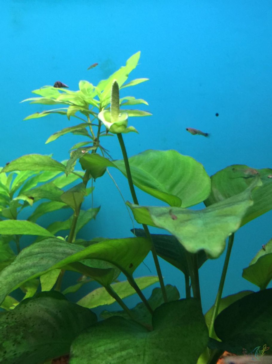 Анубиас разнолистный (Anubias heterophylla)