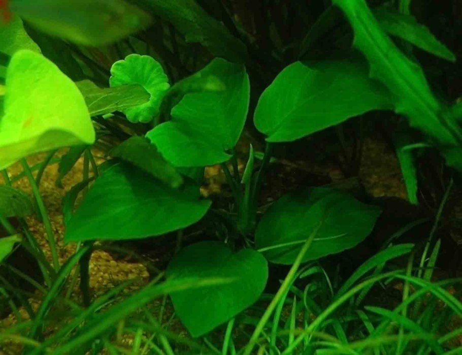 Anubias Nana on Driftwood