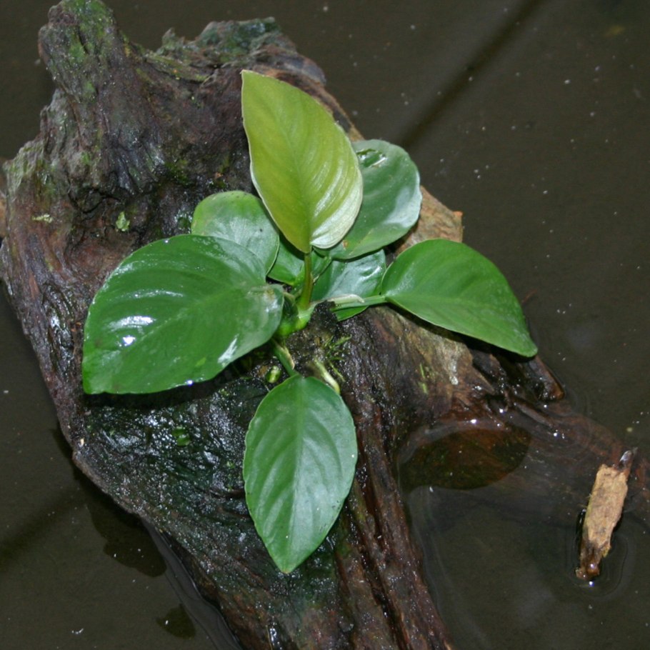 Echinodorus schlueteri