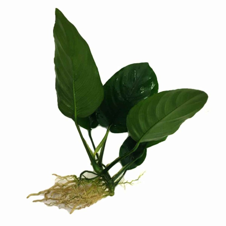 Анубиас barteri