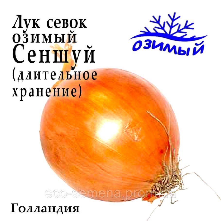 Лук севок Сеншуй(озимый сорт)