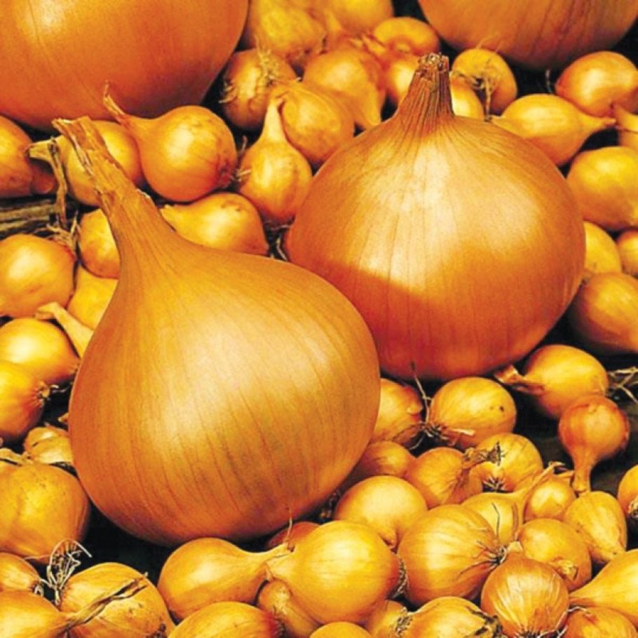 Лук севок Сеншуй