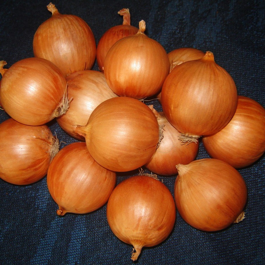 Лук-севок Сеншуй Йеллоу