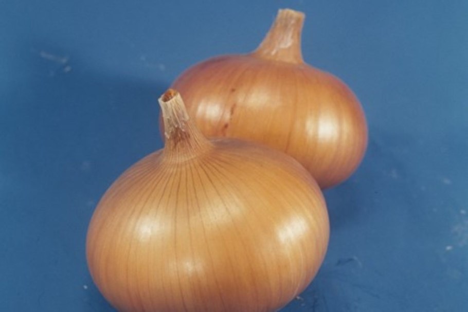 Шалот Кубанский желтый