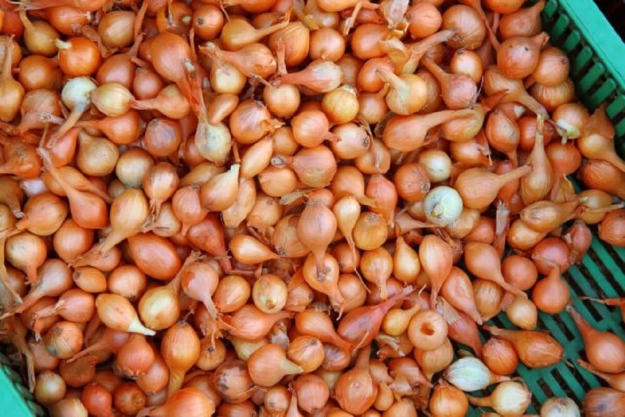 Сорт репчатого лука шетана