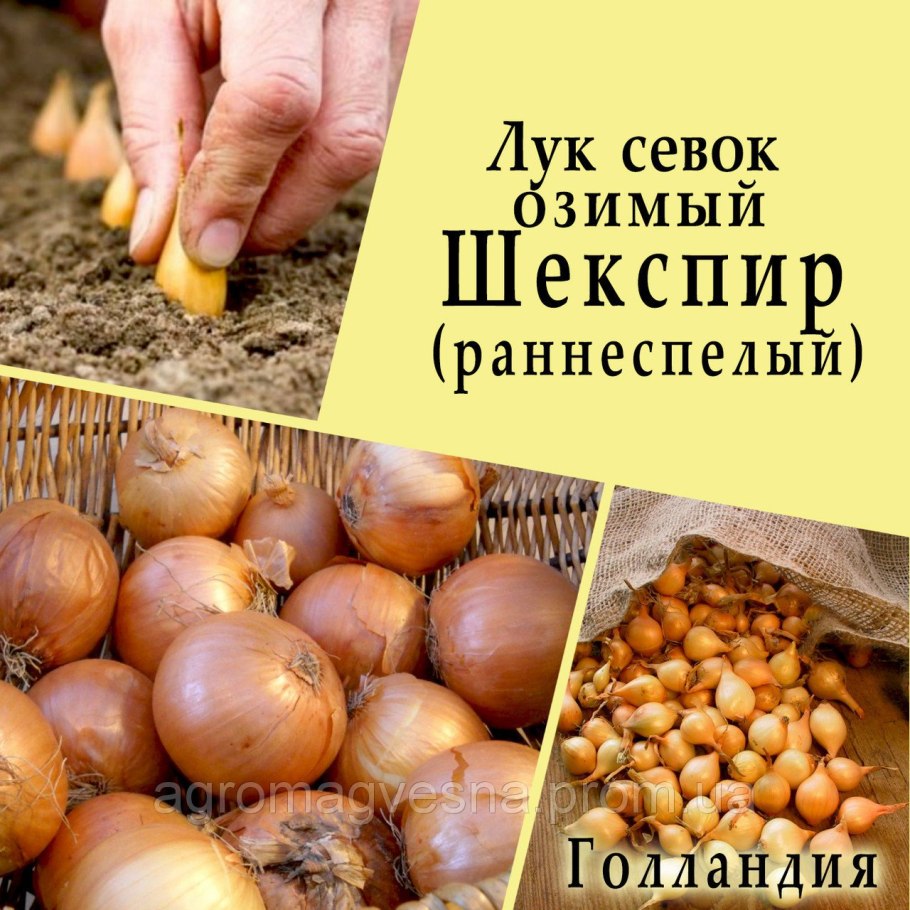 Лук-севок Трой f1