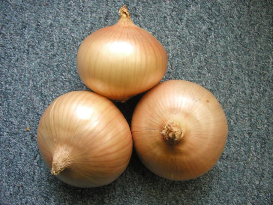 Лук севок Штуттгартер Ризен