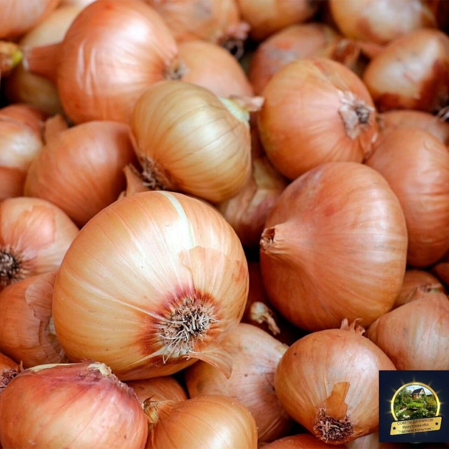 Лук севок посадочный
