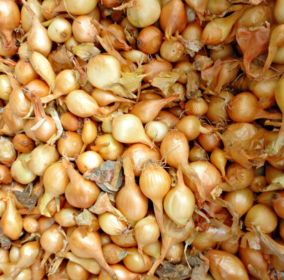 Лук севок Даниловский