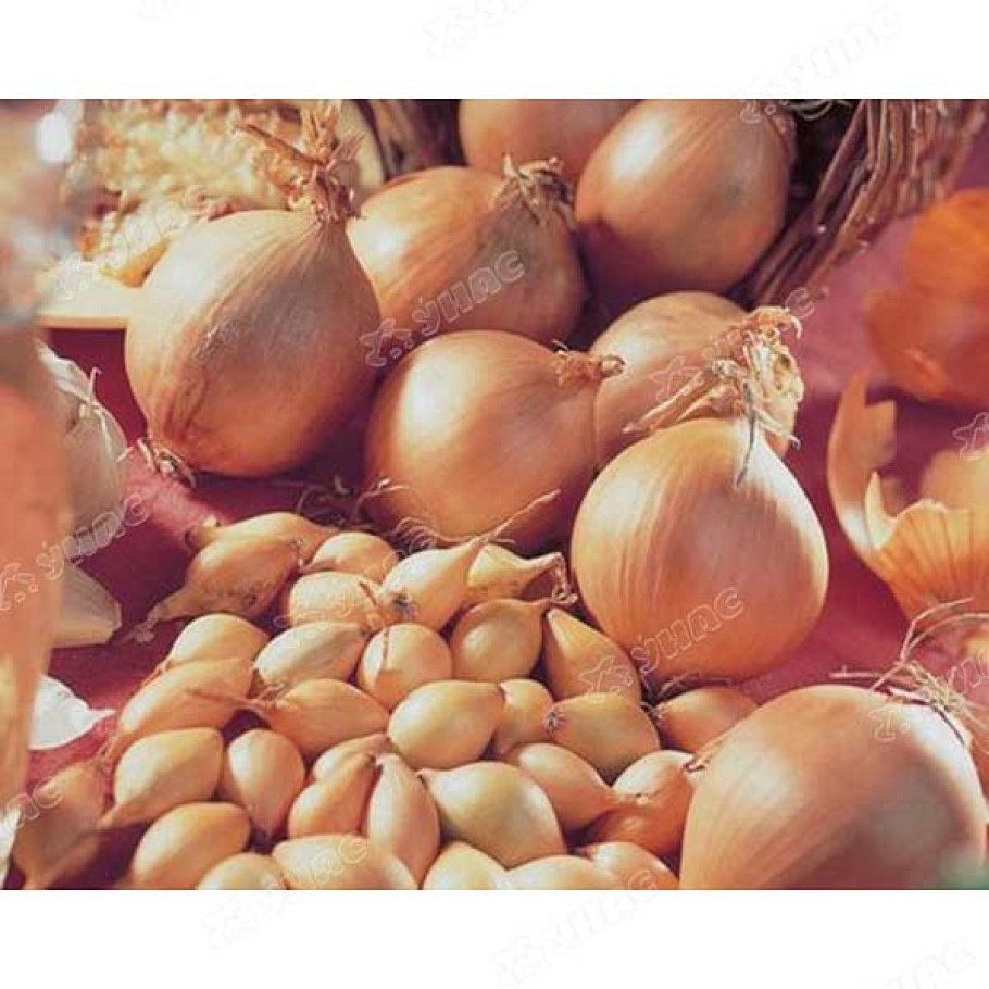 Лук-севок Сеншуй Йеллоу