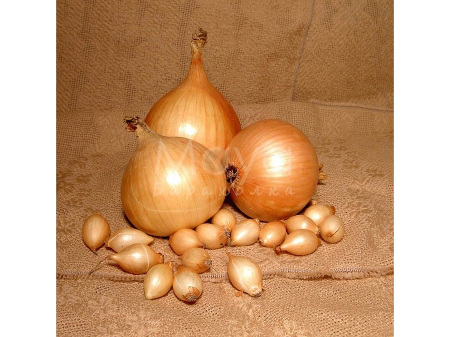 Лук репчатый на белом фоне