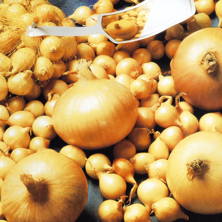 Лук севок Центурион