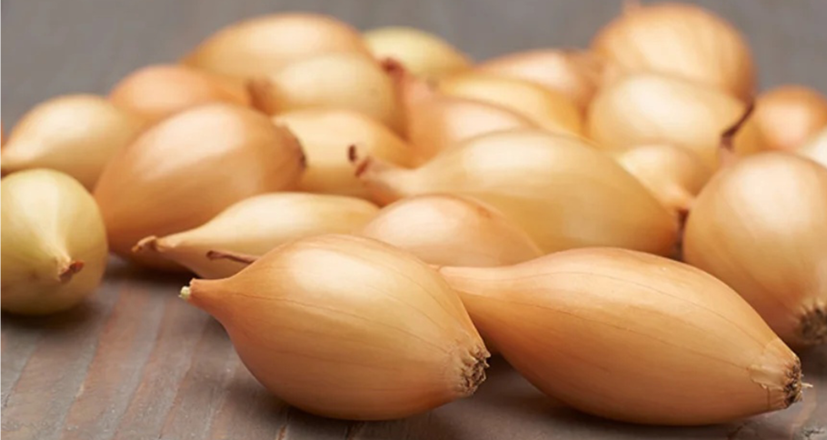 Лук севок центурион