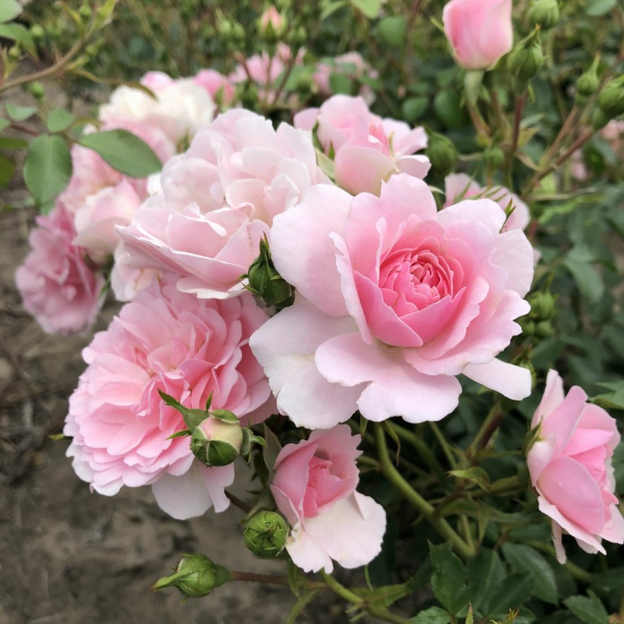 Роза Боника 82