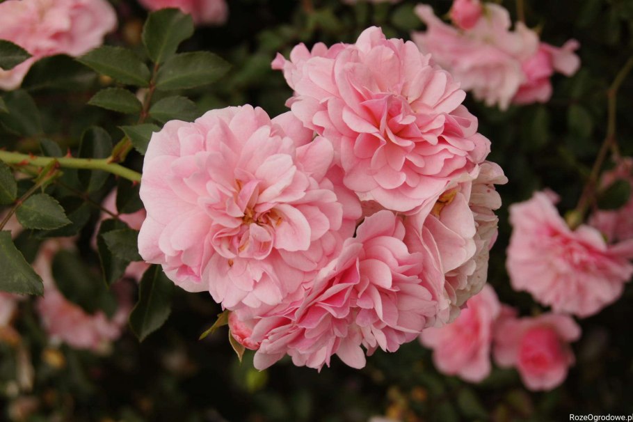 Роза флорибунда