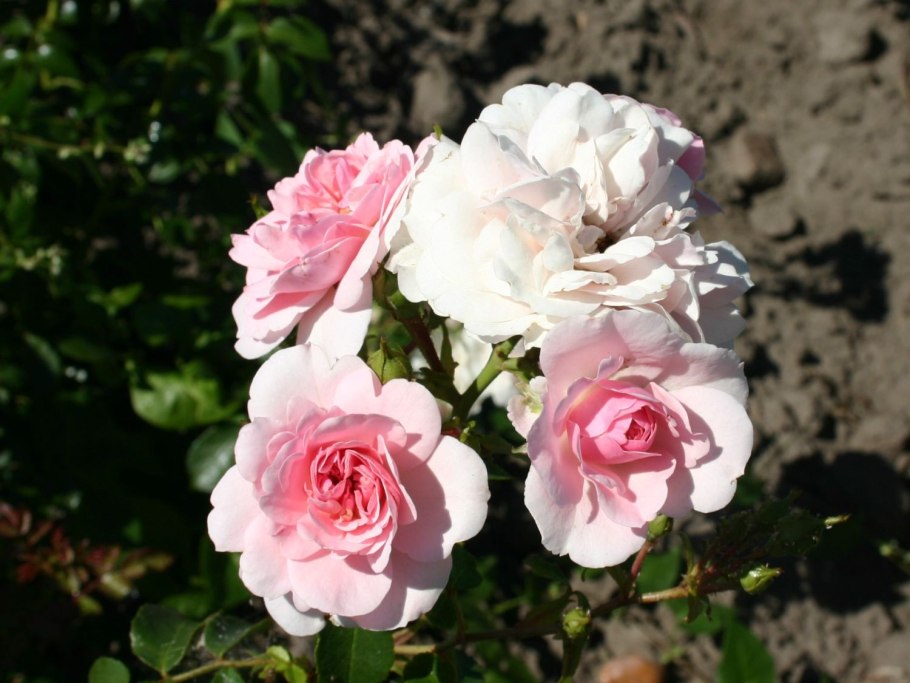 Роза флорибунда Боника 82