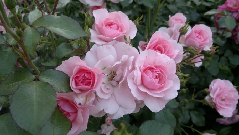 Шраб Боника 82