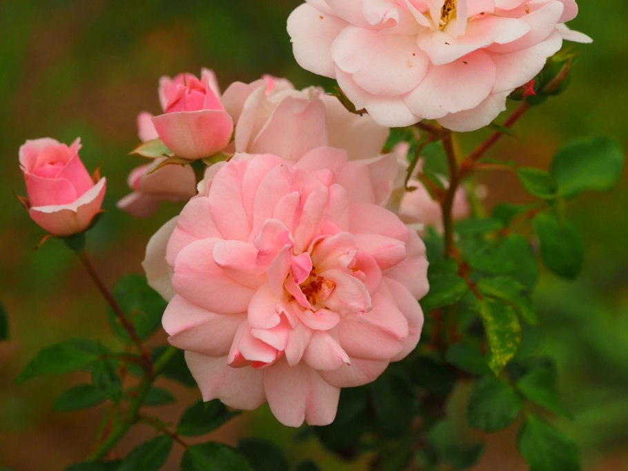 Роза флорибунда Боника