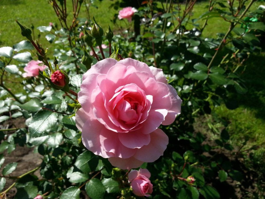 Роза флорибунда Боника 82