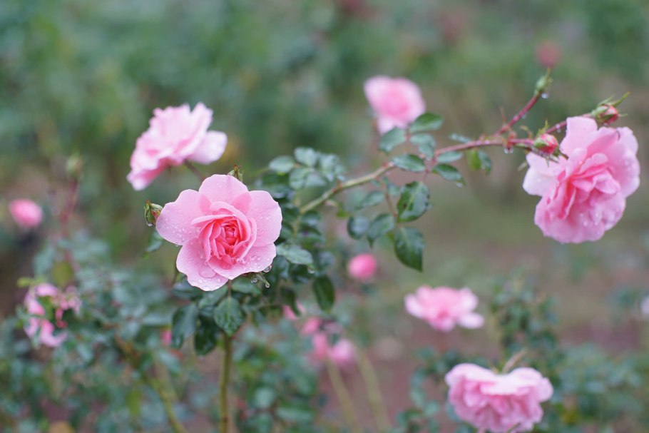 Роза флорибунда Боника