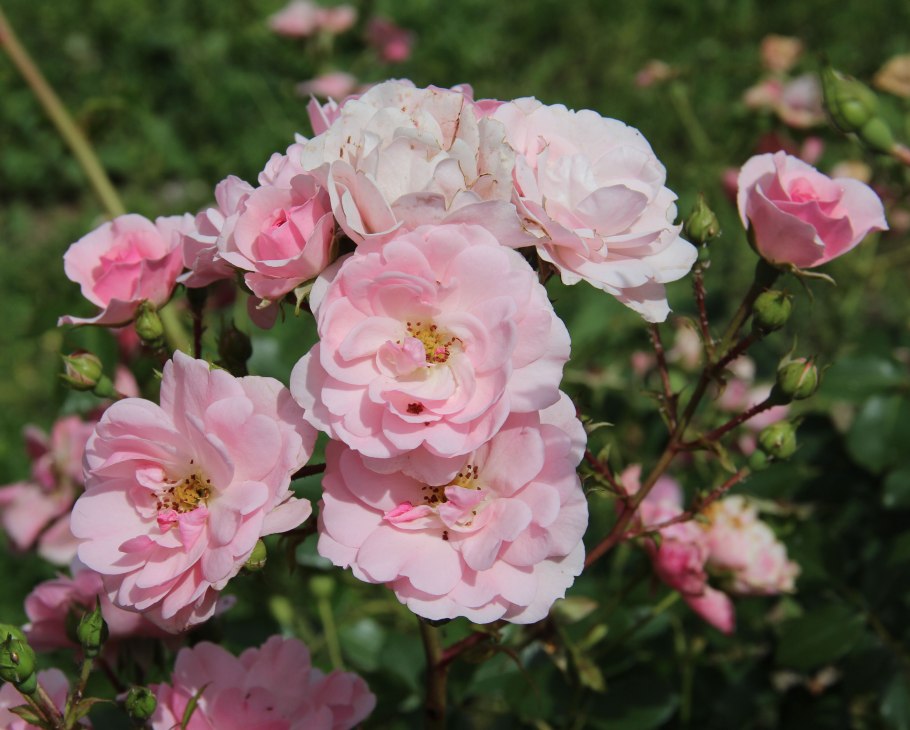 Роза bonica 82 Боника 82