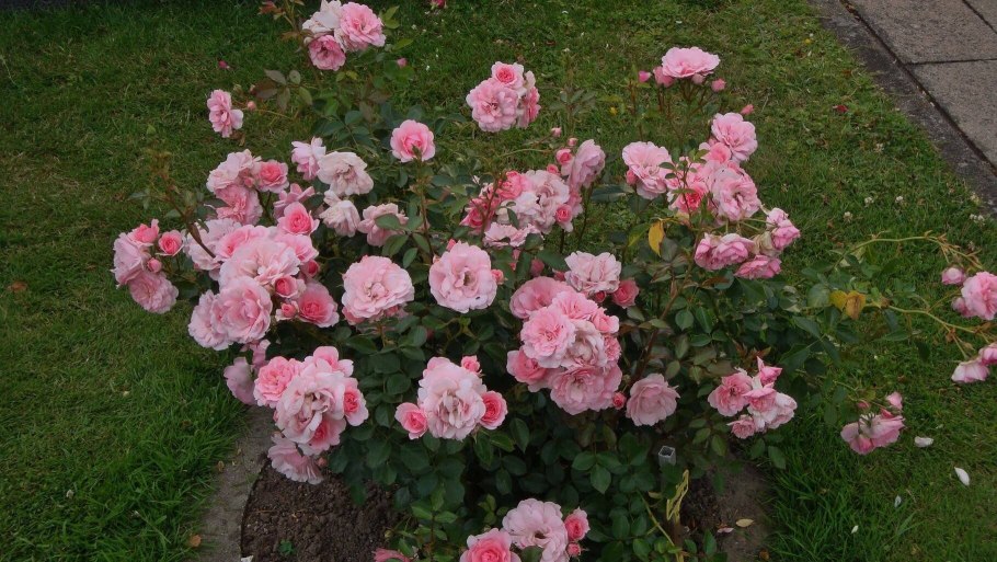 Роза Боника 82 почвопокровная