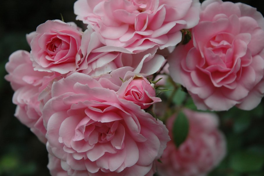 Роза Ванилла Боника