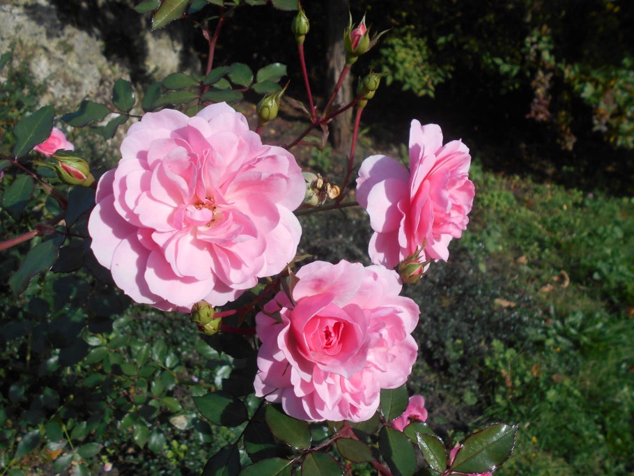 Штамбовая роза Боника