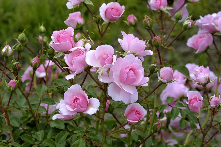 Роза Ванилла Боника