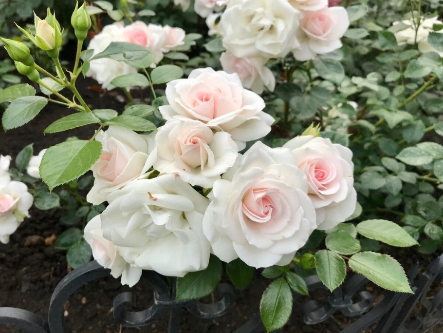 Роза Боника 82