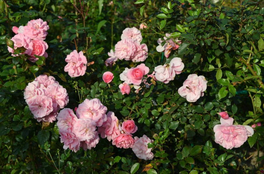 Роза Парковая Боника