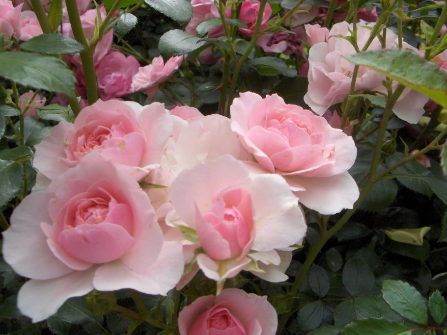 Роза флорибунда Боника 82