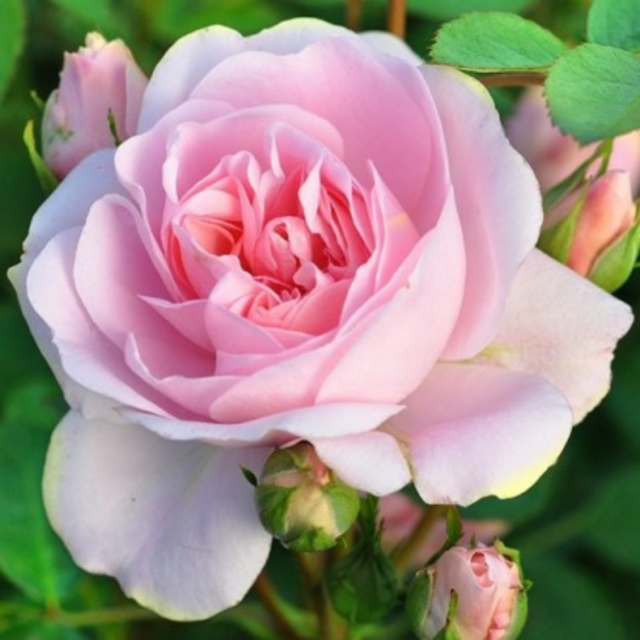 Роза Rosarium Uetersen фото