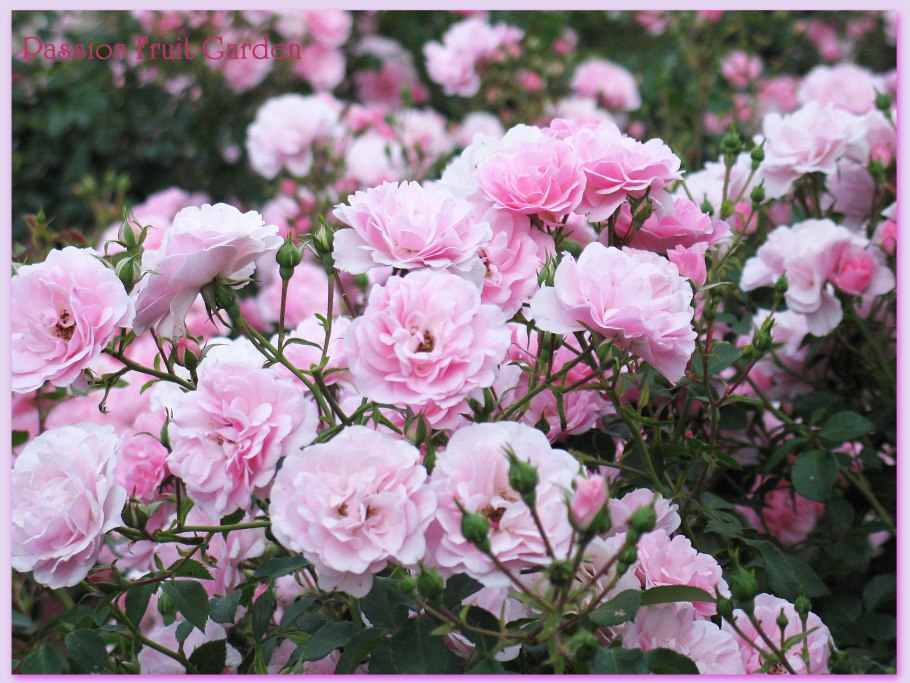 Роза флорибунда Боника