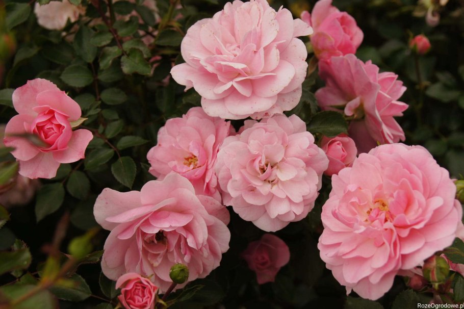 Роза шраб боника