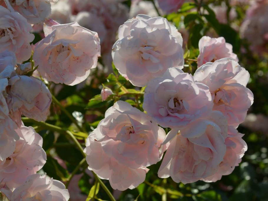 Роза полиантовая черри боника