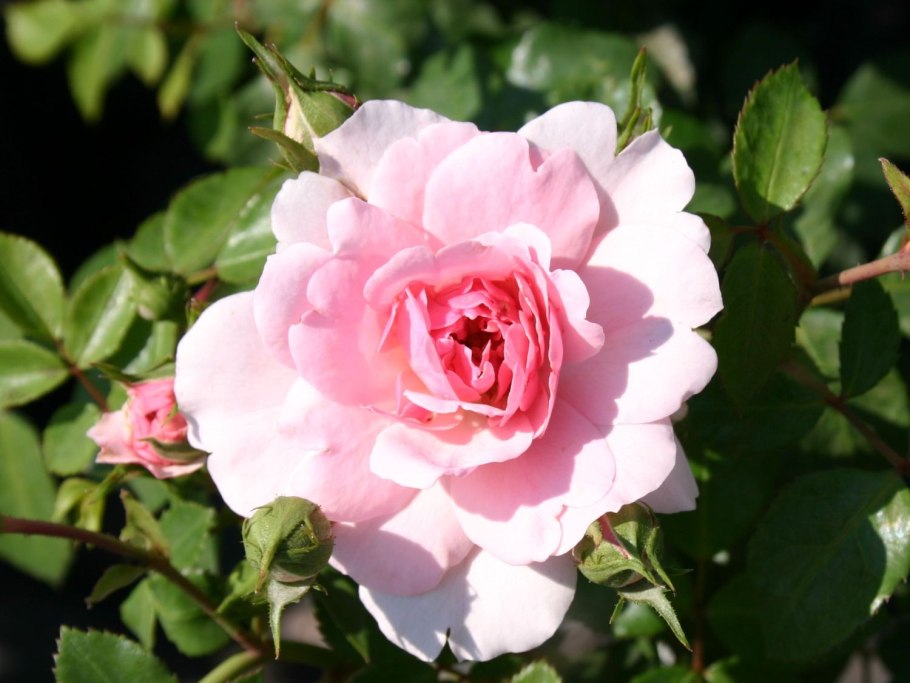 Роза шраб Боника