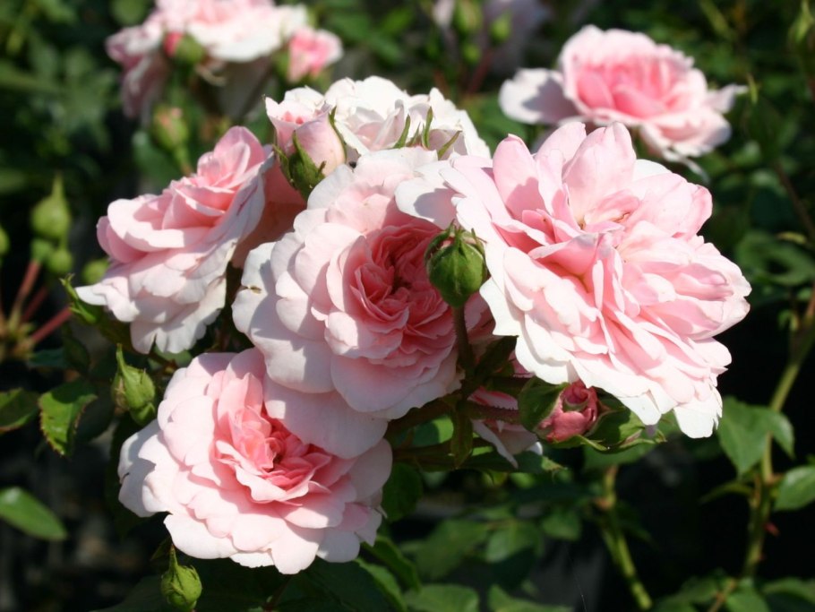 Роза Боника 82 почвопокровная