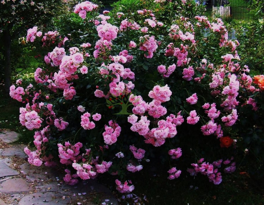 Роза флорибунда Боника