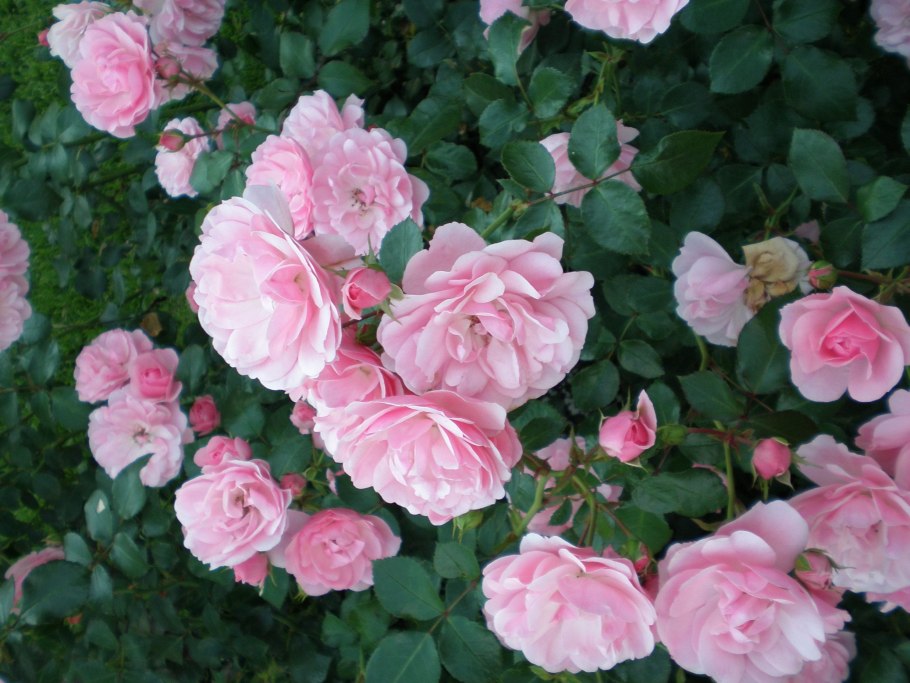 Роза штамбовая Фламинго