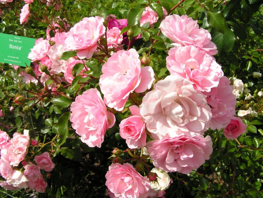 Роза флорибунда Боника