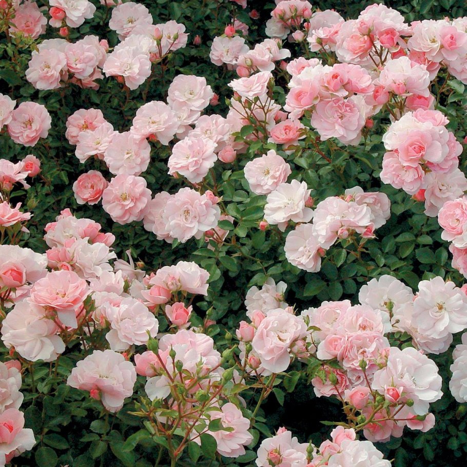 Флорибунда кустовая Боника